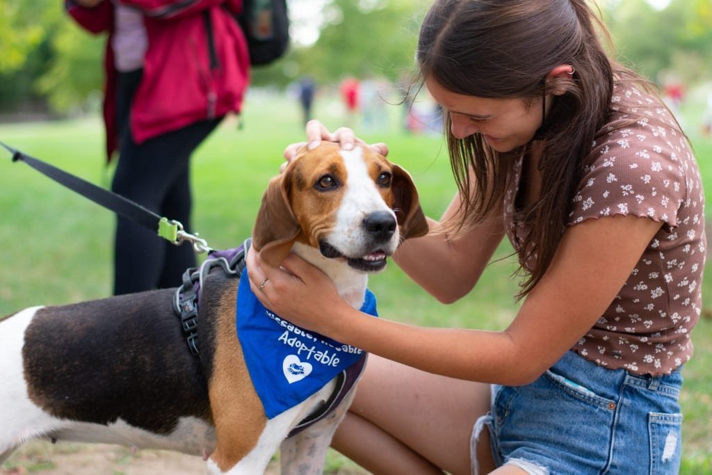 Cricket, an adoptable Foxhound in Poland, IN, 47868 | Photo Image 1