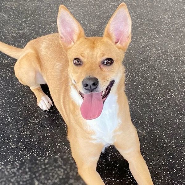 Foxy, an adoptable Mountain Cur in Belmont, NY, 14813 | Photo Image 2