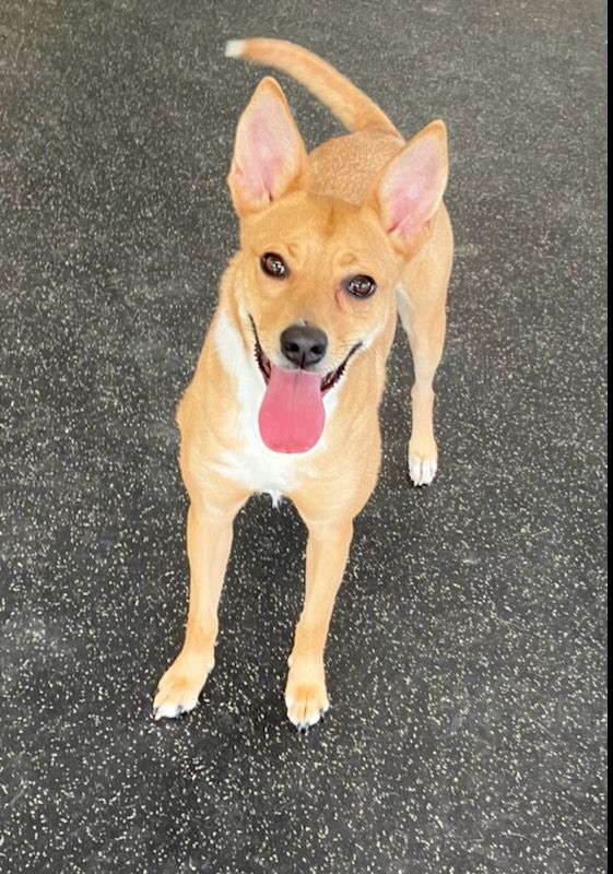 Foxy, an adoptable Mountain Cur in Belmont, NY, 14813 | Photo Image 3