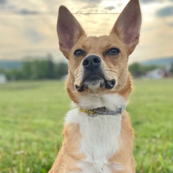 Foxy, an adoptable Mountain Cur in Belmont, NY, 14813 | Photo Image 1