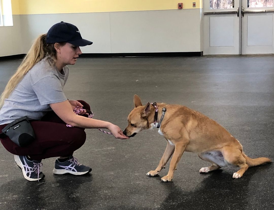 Foxy, an adoptable Mountain Cur in Belmont, NY, 14813 | Photo Image 4