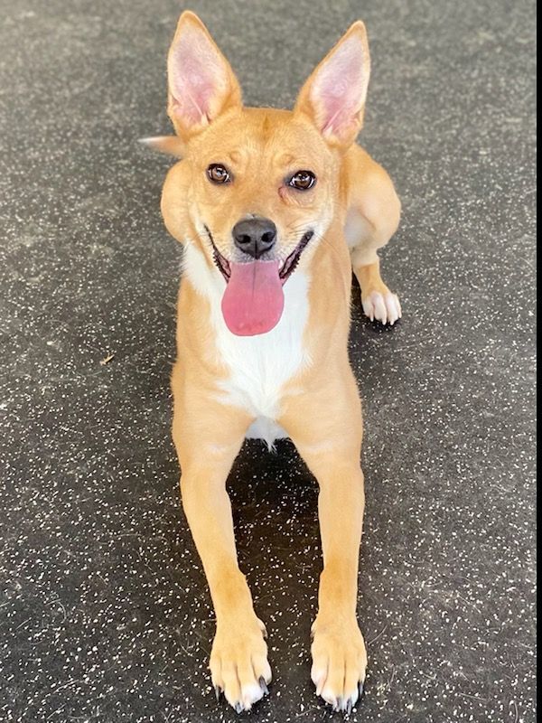 Foxy, an adoptable Mountain Cur in Belmont, NY, 14813 | Photo Image 5