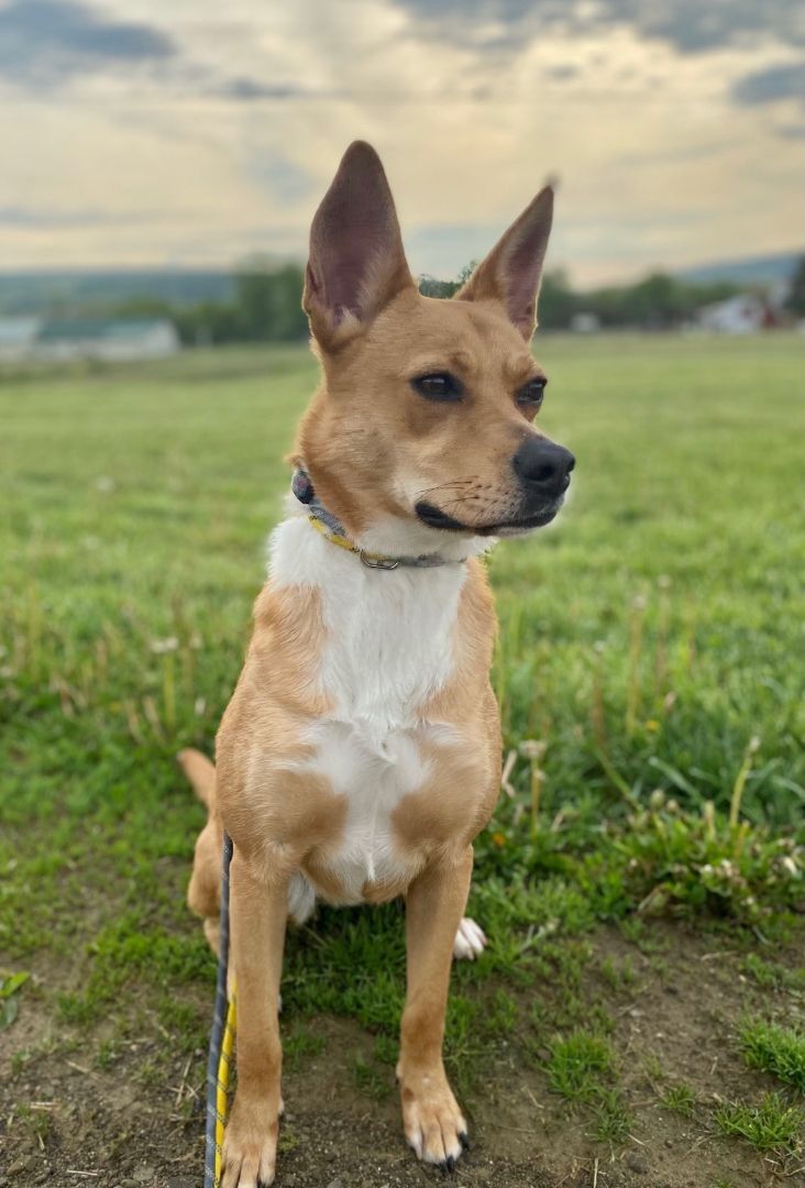 Foxy, an adoptable Mountain Cur in Belmont, NY, 14813 | Photo Image 6