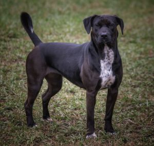 Dogs For Adoption Near Fort Payne Al Petfinder