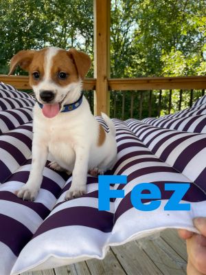 Fez(Event Saturday 1-4 Premier Pet Supply Southfield/13 mile)