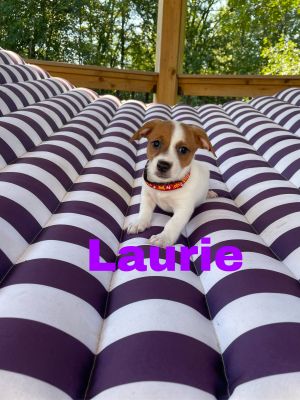 Laurie(Event Saturday 1-4 Premier Pet Supply 13 mile/Southfield rd)