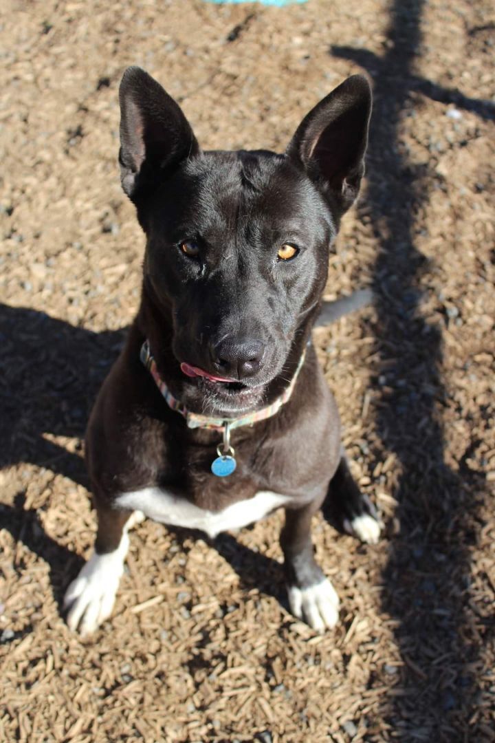 Amber PUPDATE!, an adopted American Staffordshire Terrier & German Shepherd Dog Mix in Madras, OR_image-1
