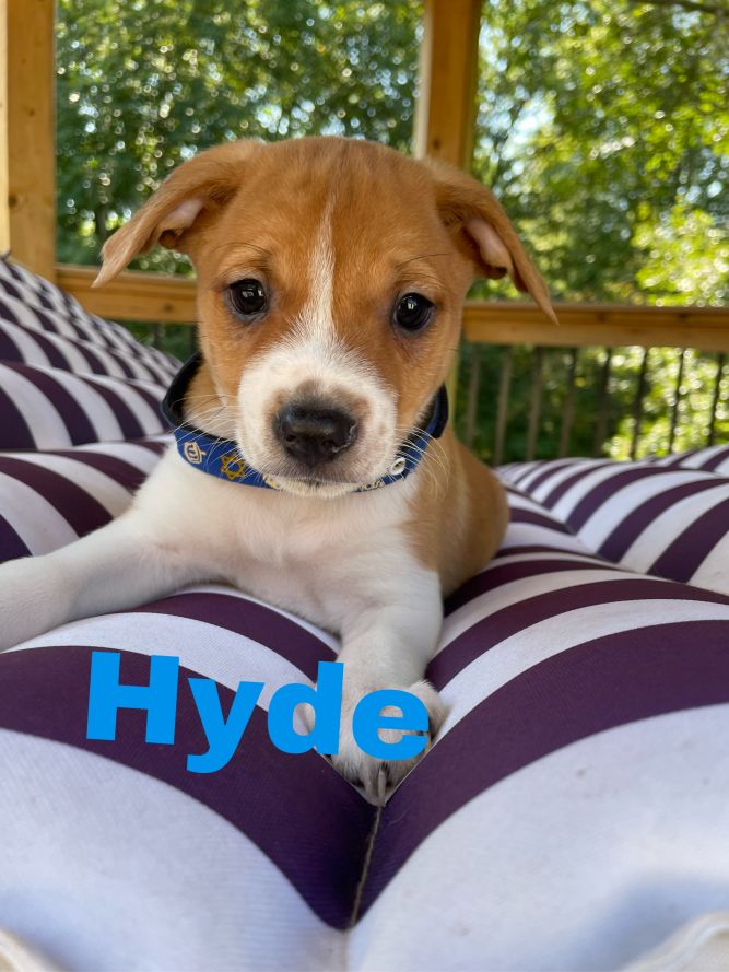 Hyde(Event Saturday 1-4 Premier Pet Supply 13mile/Southfield rd)