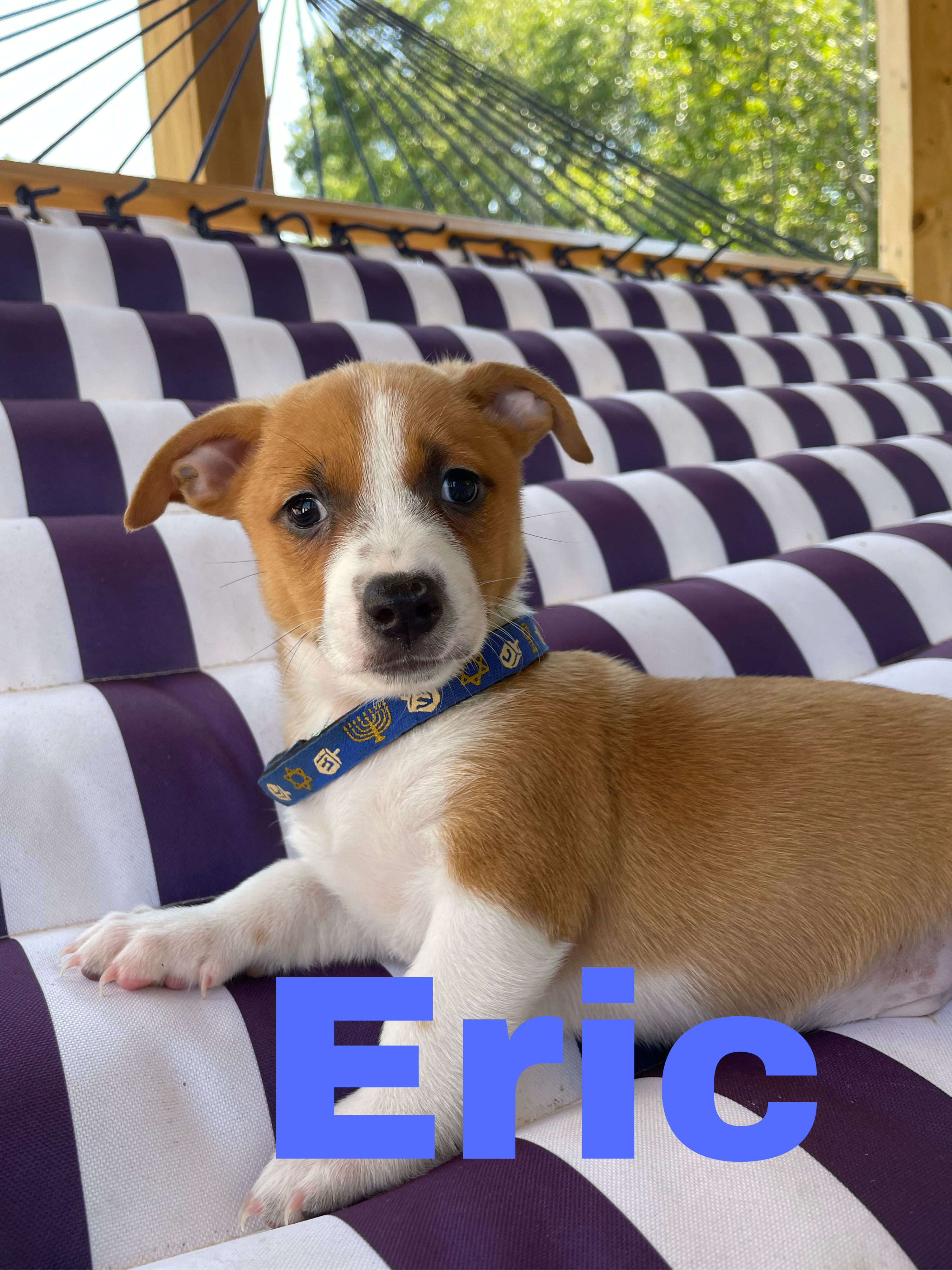 Eric Event Saturday 1 4 Premier Pet Supply 13 Mile Southfield Rd detail page