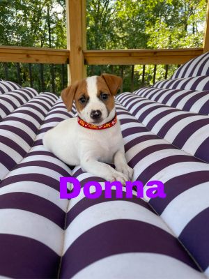 Donna(Event Saturday Premier Pet Supply 13-Southfield 1-4)
