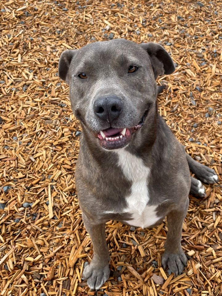 Leah, an adopted American Staffordshire Terrier & Labrador Retriever Mix in Madras, OR_image-1