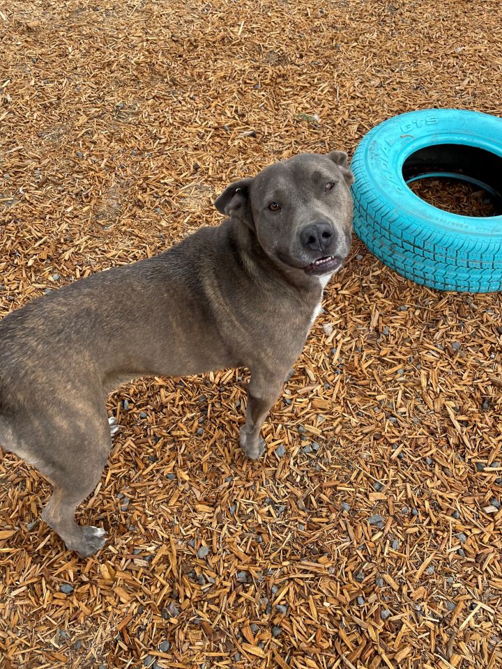 Leah, an adopted American Staffordshire Terrier & Labrador Retriever Mix in Madras, OR_image-2