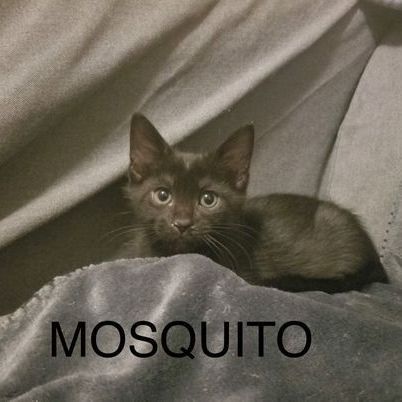 Mosquito 1