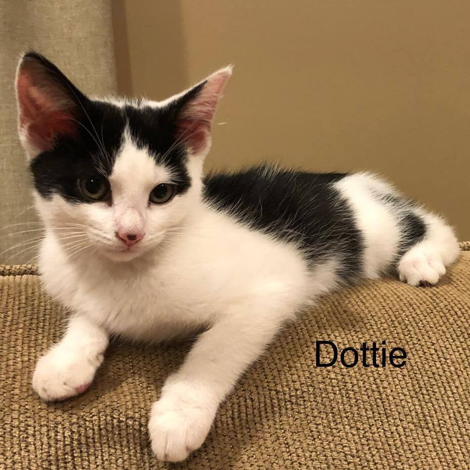Dottie detail page