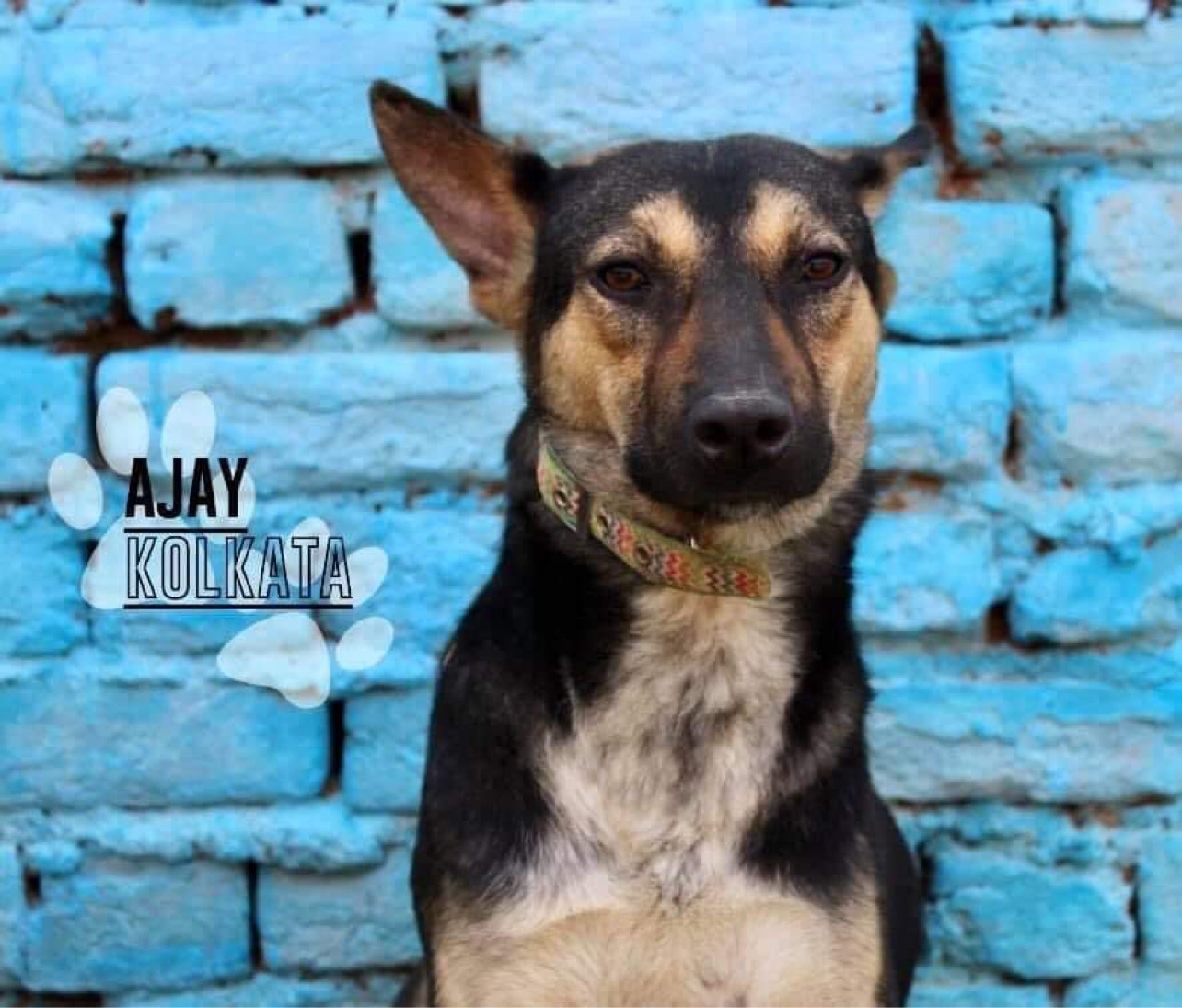 Ajay , an adoptable German Shepherd Dog in Dilliner, PA, 15327 | Photo Image 5