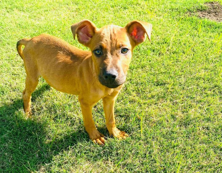 Cherry Garcia, an adopted Hound Mix in Newcastle, OK_image-2