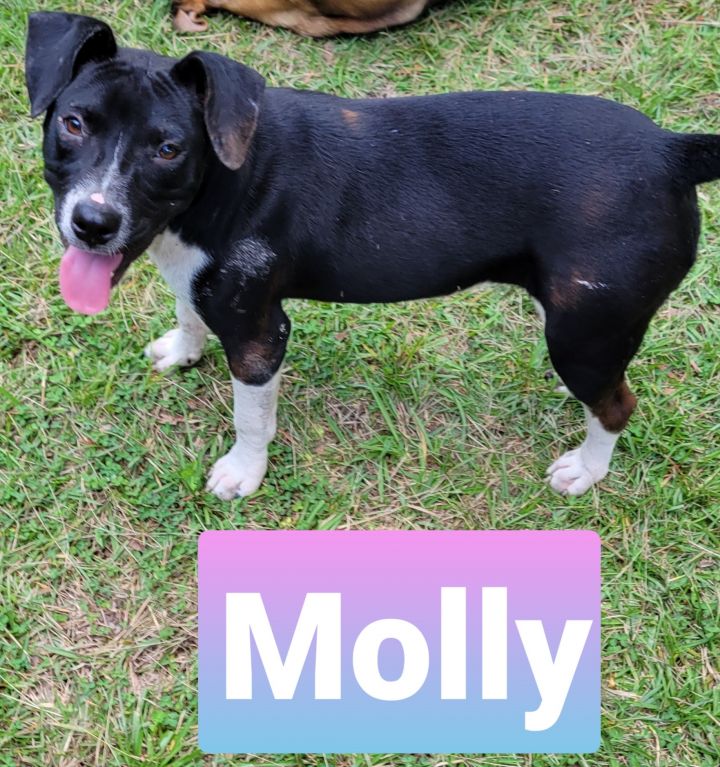 Molly, an adoptable Hound & Pit Bull Terrier Mix in Branchville, SC_image-2