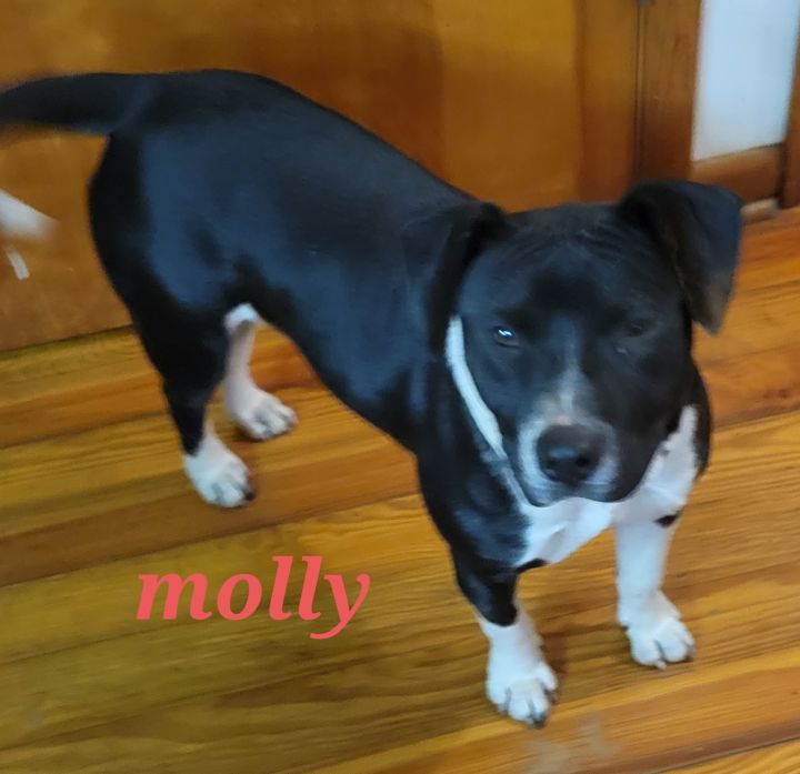Molly, an adoptable Hound Mix in Branchville, SC_image-1