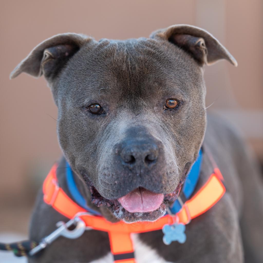 Fender, an adoptable Pit Bull Terrier in Kanab, UT, 84741 | Photo Image 1