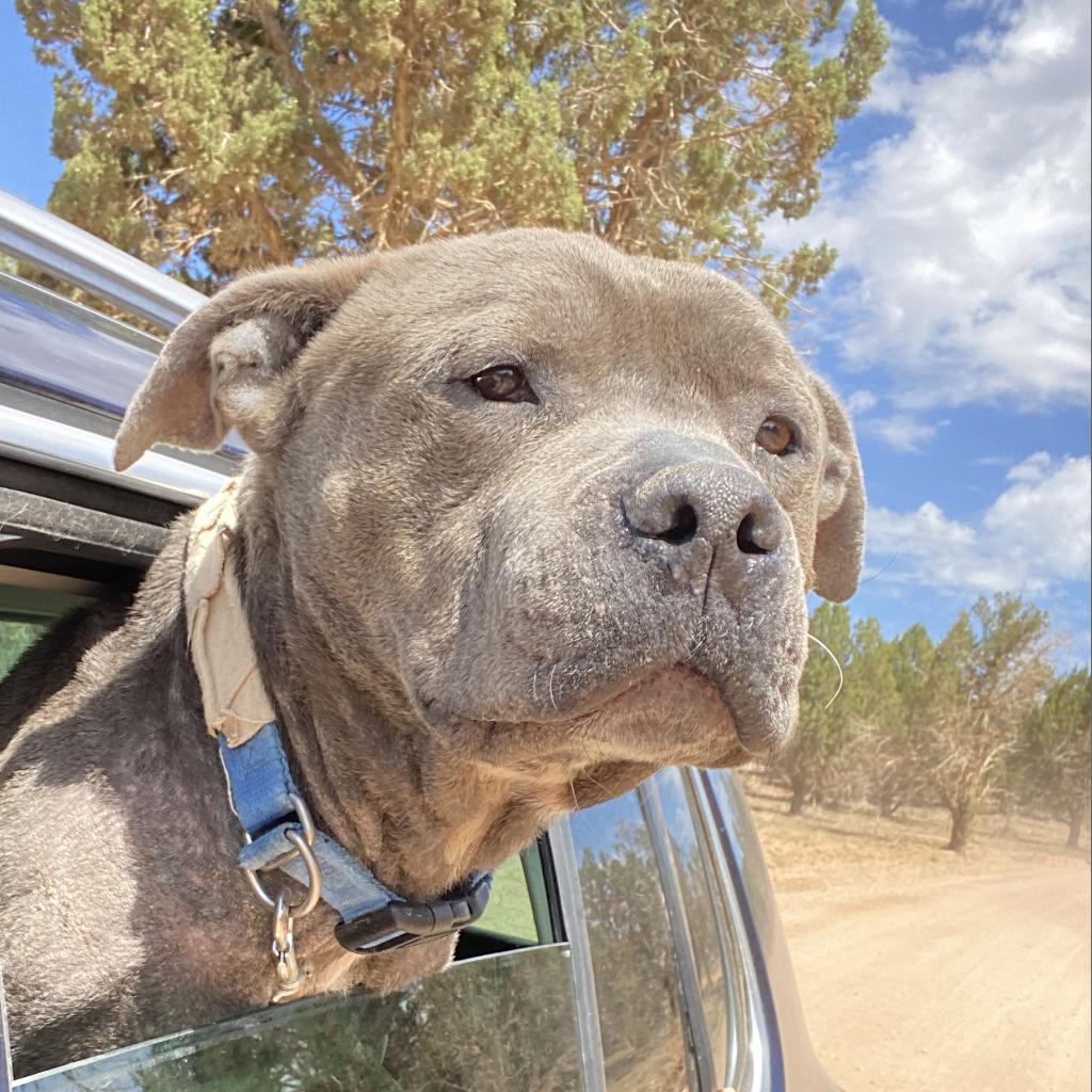 Fender, an adoptable Pit Bull Terrier in Kanab, UT, 84741 | Photo Image 2