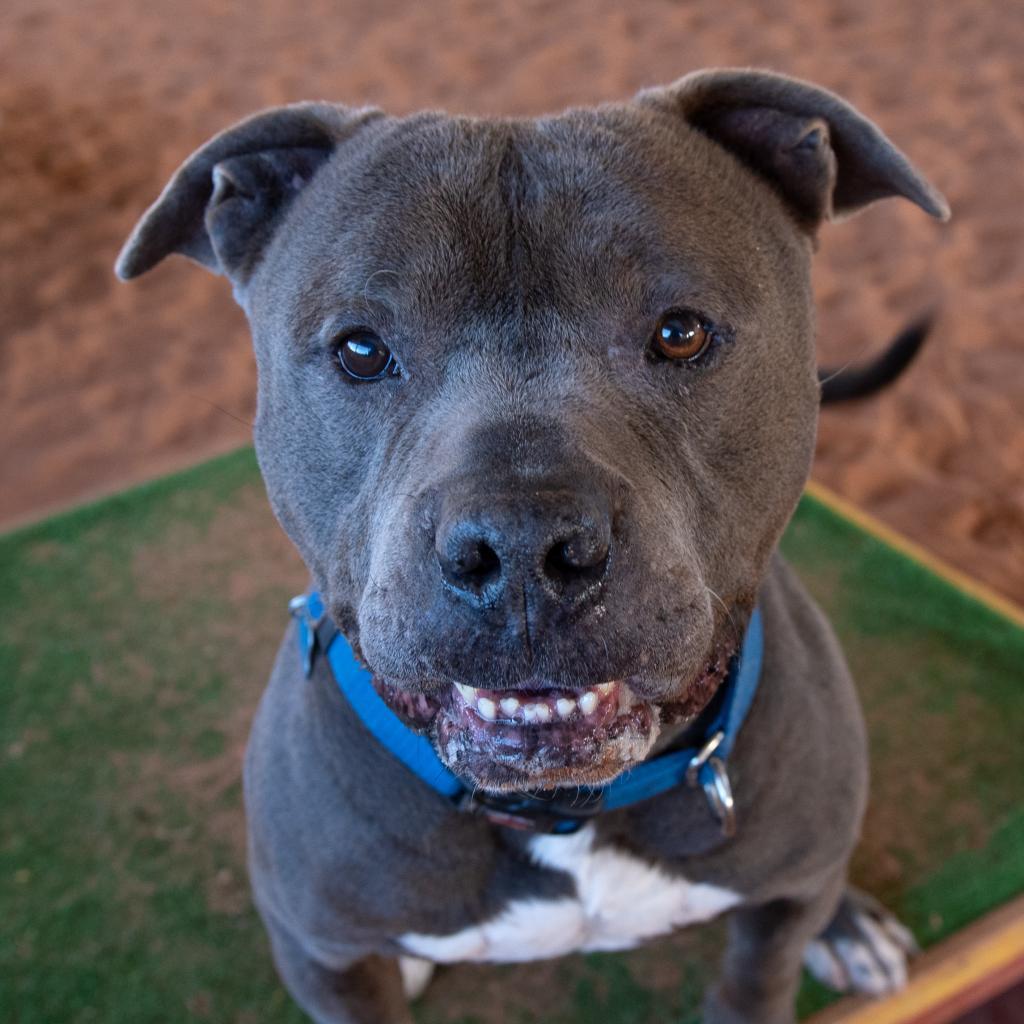 Fender, an adoptable Pit Bull Terrier in Kanab, UT, 84741 | Photo Image 3