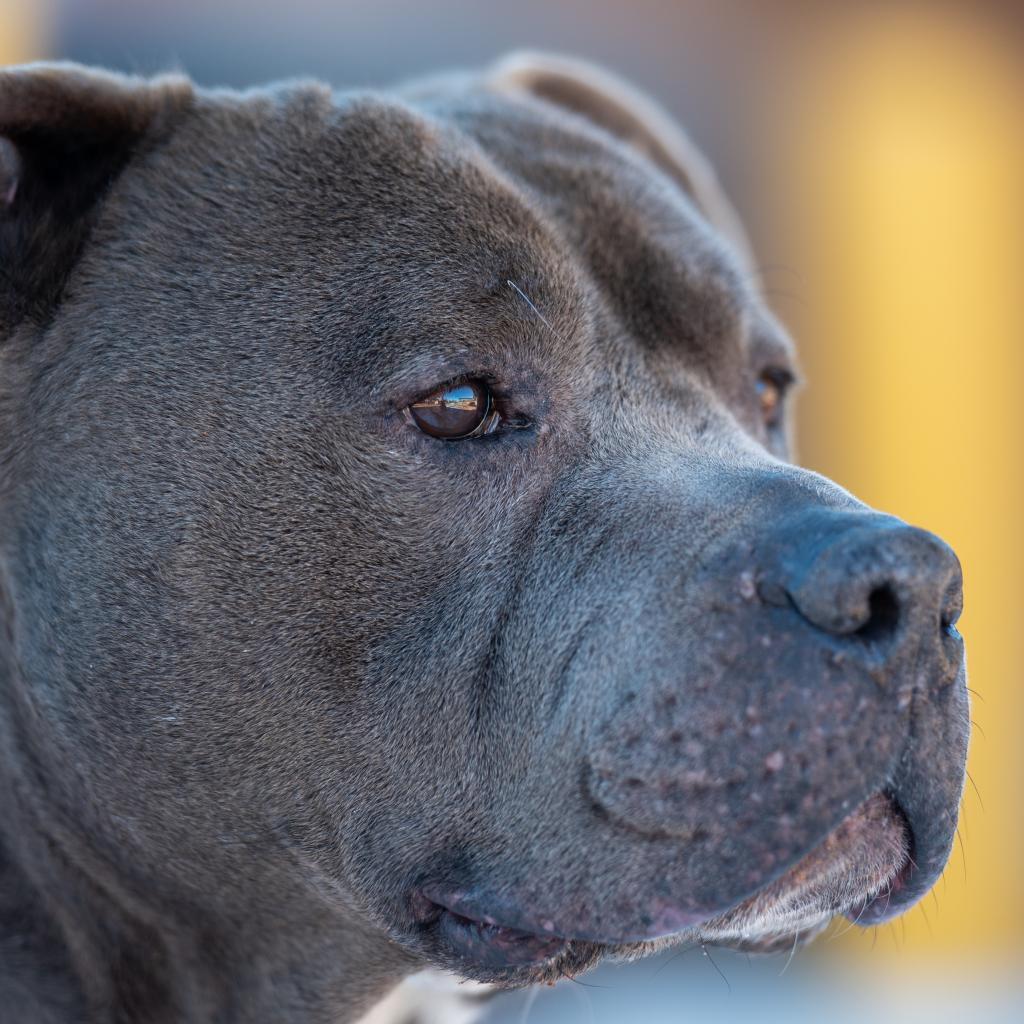 Fender, an adoptable Pit Bull Terrier in Kanab, UT, 84741 | Photo Image 4