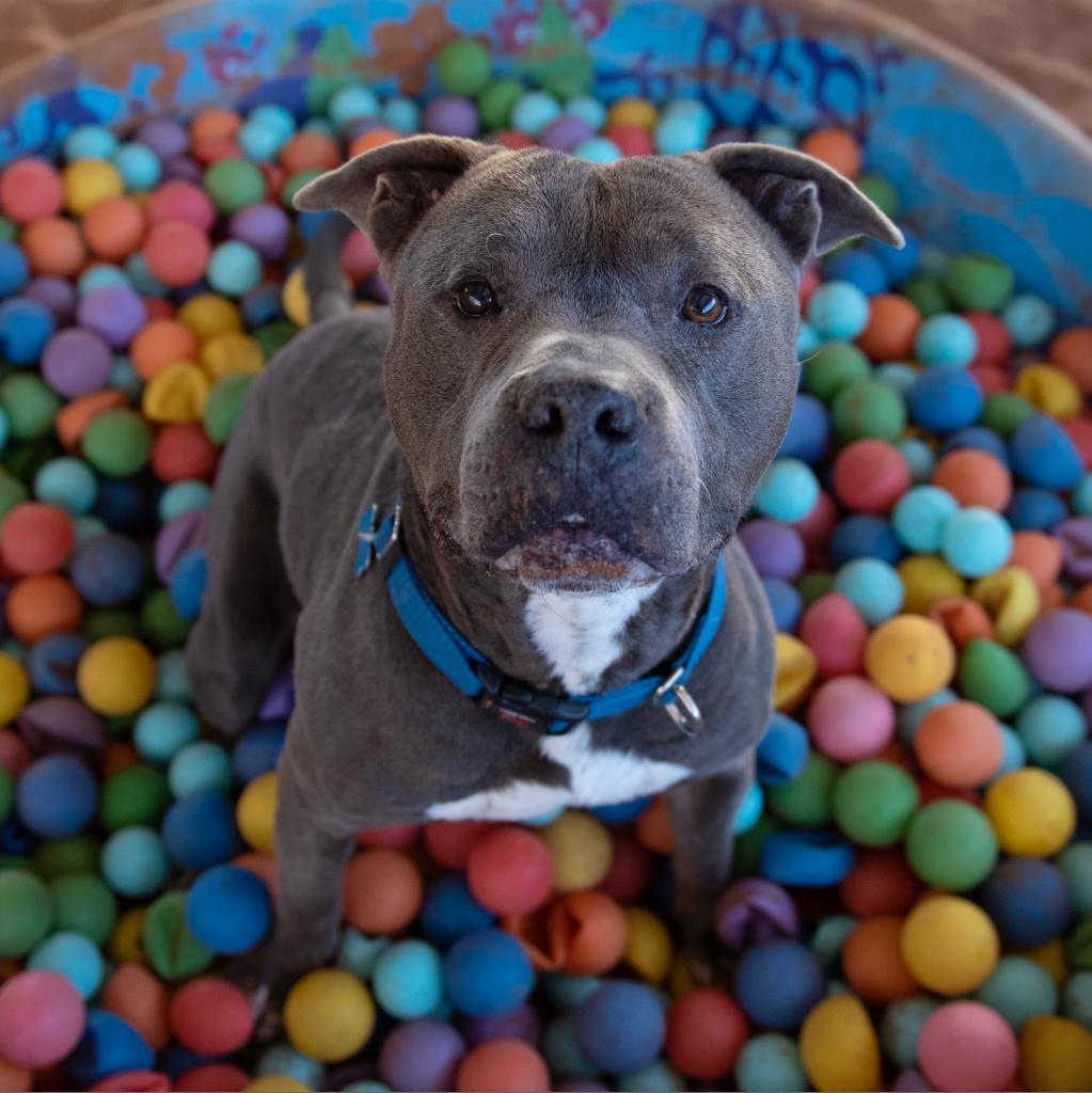 Fender, an adoptable Pit Bull Terrier in Kanab, UT, 84741 | Photo Image 5