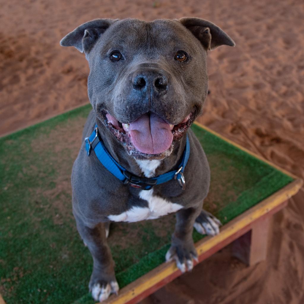 Fender, an adoptable Pit Bull Terrier in Kanab, UT, 84741 | Photo Image 6