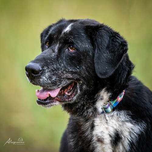Tex, an adoptable Labrador Retriever in Tyler, TX, 75713 | Photo Image 1