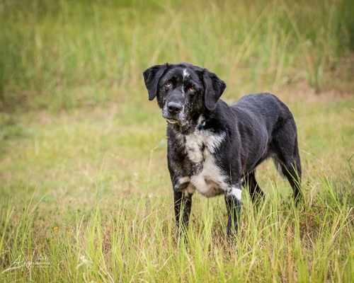 Tex, an adoptable Labrador Retriever in Tyler, TX, 75713 | Photo Image 2