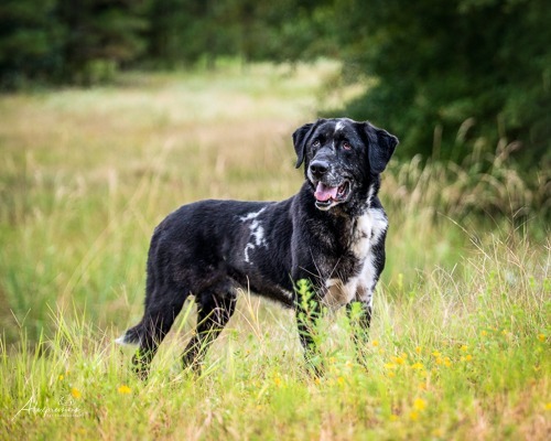 Tex, an adoptable Labrador Retriever in Tyler, TX, 75713 | Photo Image 3