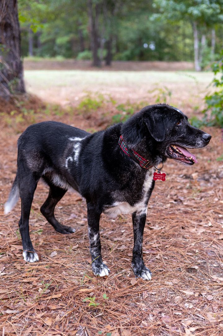 Tex, an adoptable Labrador Retriever in Tyler, TX, 75713 | Photo Image 4