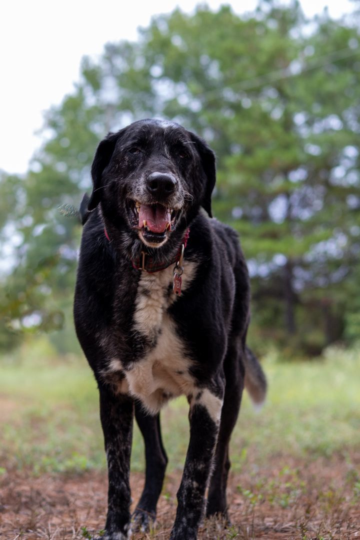 Tex, an adoptable Labrador Retriever in Tyler, TX, 75713 | Photo Image 5