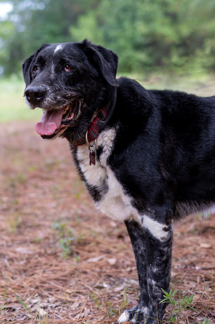 Tex, an adoptable Labrador Retriever in Tyler, TX, 75713 | Photo Image 6
