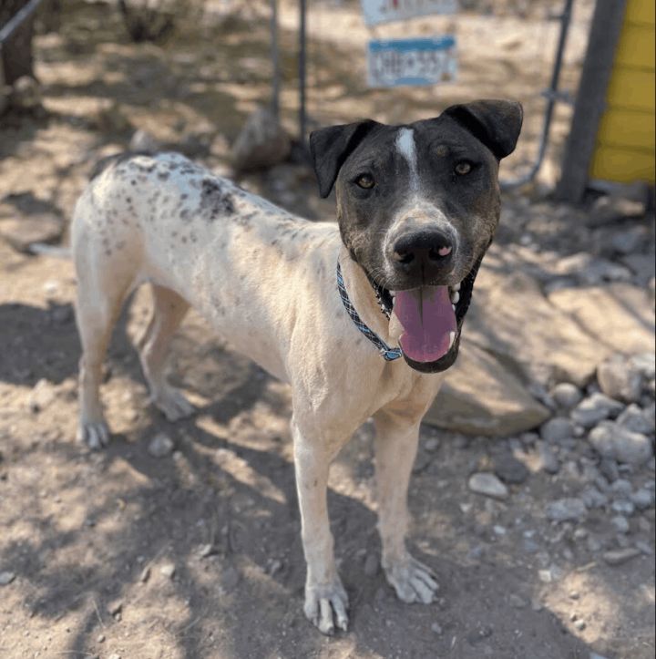Bubba, an adoptable German Shorthaired Pointer & Hound Mix in Williamsburg, NM_image-3