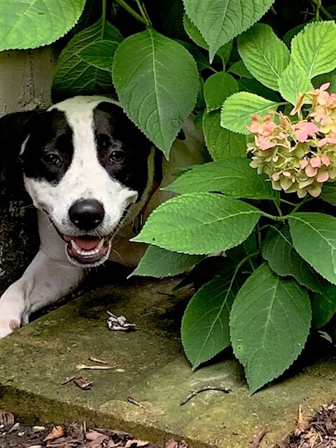 Charlotte-looking for a foster or furever home!, an adoptable Hound in Schaumburg, IL, 60168 | Photo Image 1