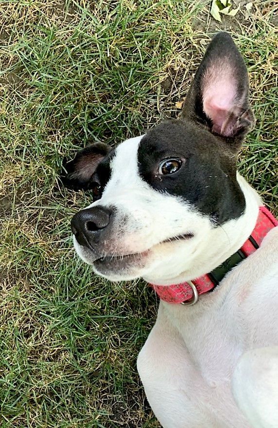 Charlotte-looking for a foster or furever home!, an adoptable Hound in Schaumburg, IL, 60168 | Photo Image 2