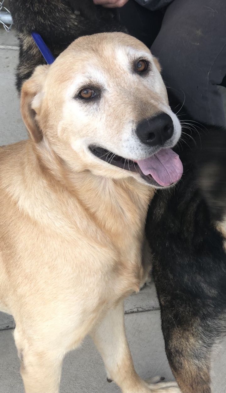 Mason, an adopted Yellow Labrador Retriever Mix in Unionville, CT_image-1