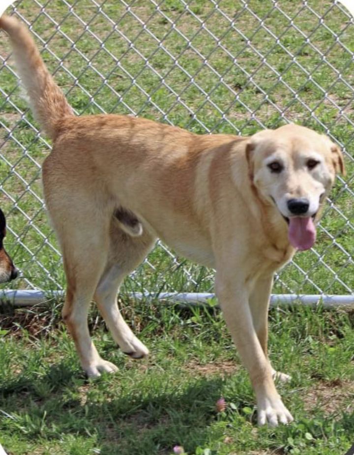 Mason, an adopted Yellow Labrador Retriever Mix in Unionville, CT_image-2