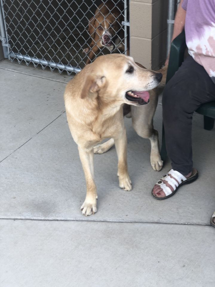 Mason, an adopted Yellow Labrador Retriever Mix in Unionville, CT_image-5