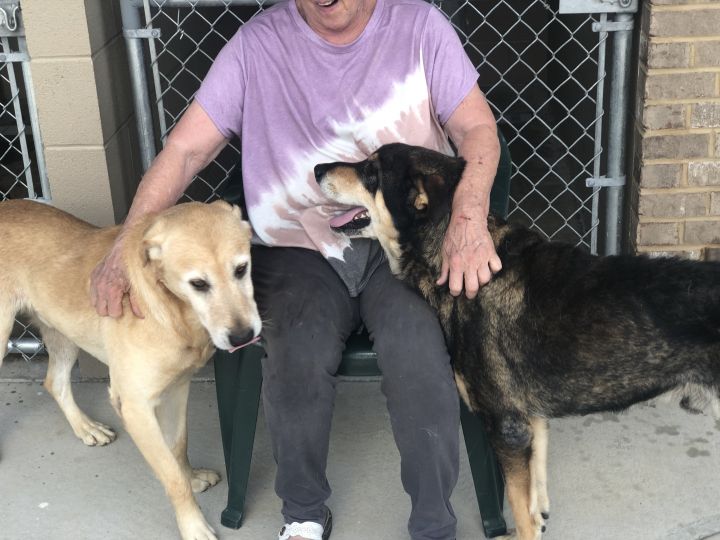 Simon, an adopted Shepherd & Labrador Retriever Mix in Unionville, CT_image-5