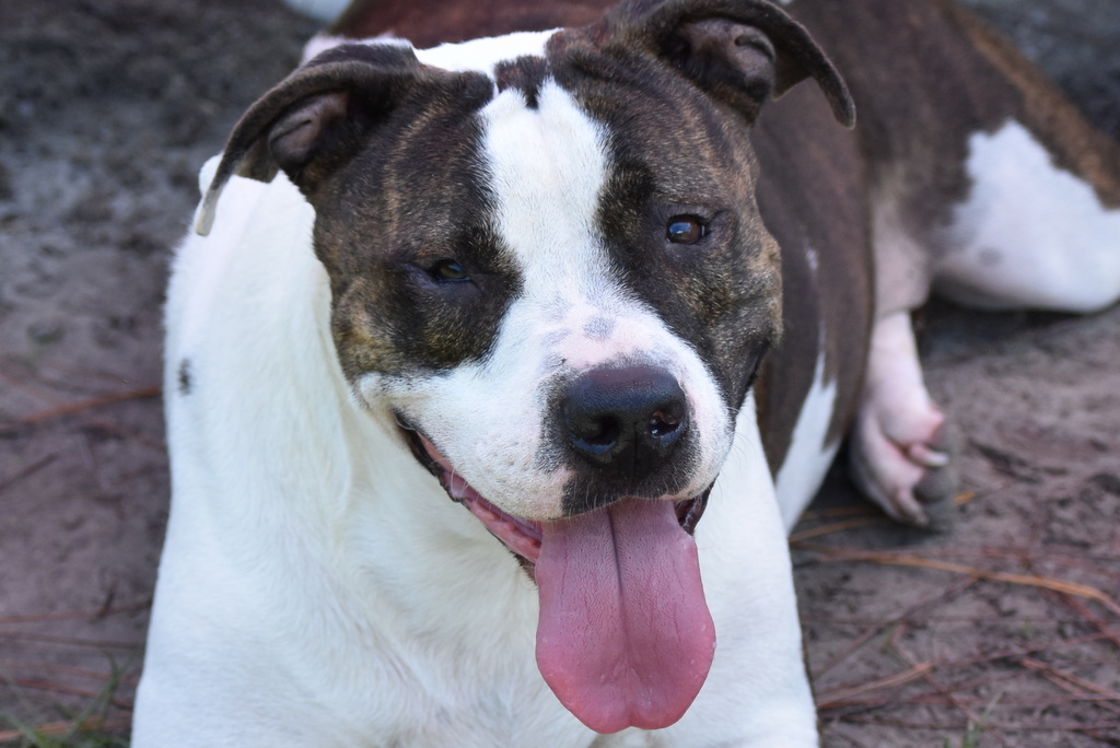 Sweetheart, an adoptable Pit Bull Terrier in Indiantown, FL, 34956 | Photo Image 1