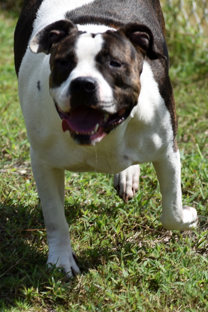 Sweetheart, an adoptable Pit Bull Terrier in Indiantown, FL, 34956 | Photo Image 3
