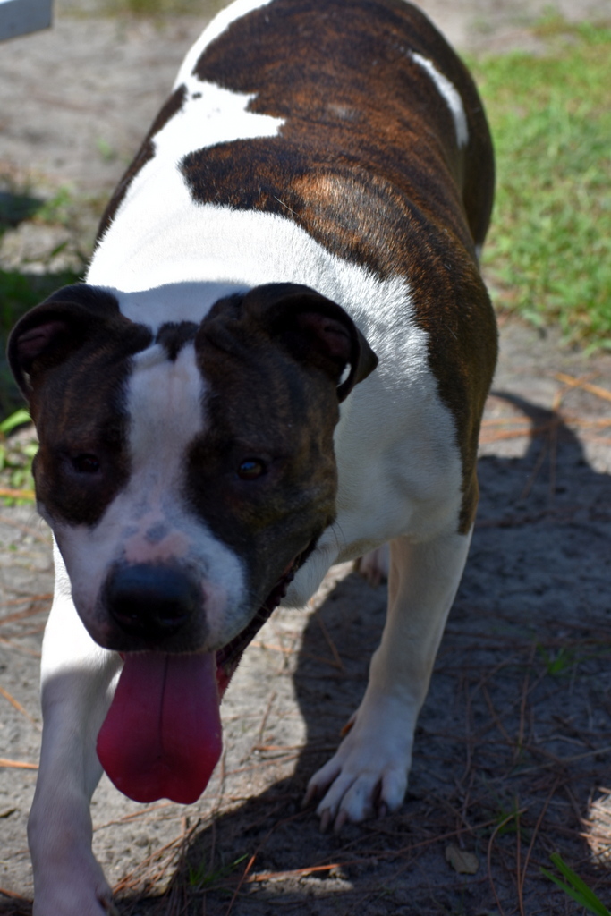 Sweetheart, an adoptable Pit Bull Terrier in Indiantown, FL, 34956 | Photo Image 5
