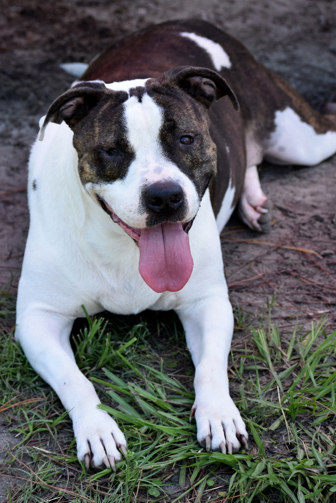 Sweetheart, an adoptable Pit Bull Terrier in Indiantown, FL, 34956 | Photo Image 6
