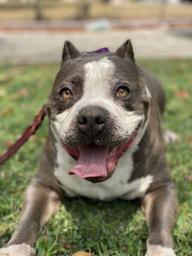 what is a good size crate for a pocket american bully