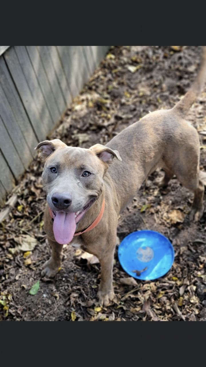 Zane, an adopted Pit Bull Terrier Mix in Spencer, IN_image-2