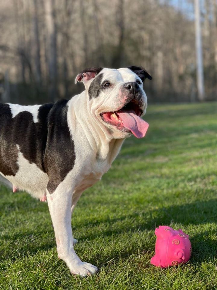April, an adopted American Staffordshire Terrier & American Bulldog Mix in Cincinnati, OH_image-4