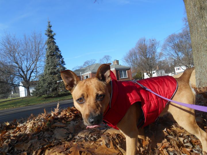 Jack, an adopted Terrier Mix in Kalamazoo, MI_image-2