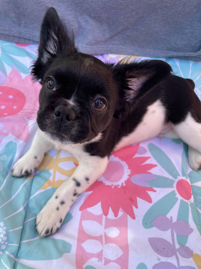 Angus, an adoptable French Bulldog in Toronto, ON, M6N 4R8 | Photo Image 1